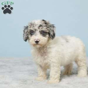 Abby, Miniature Poodle Puppy